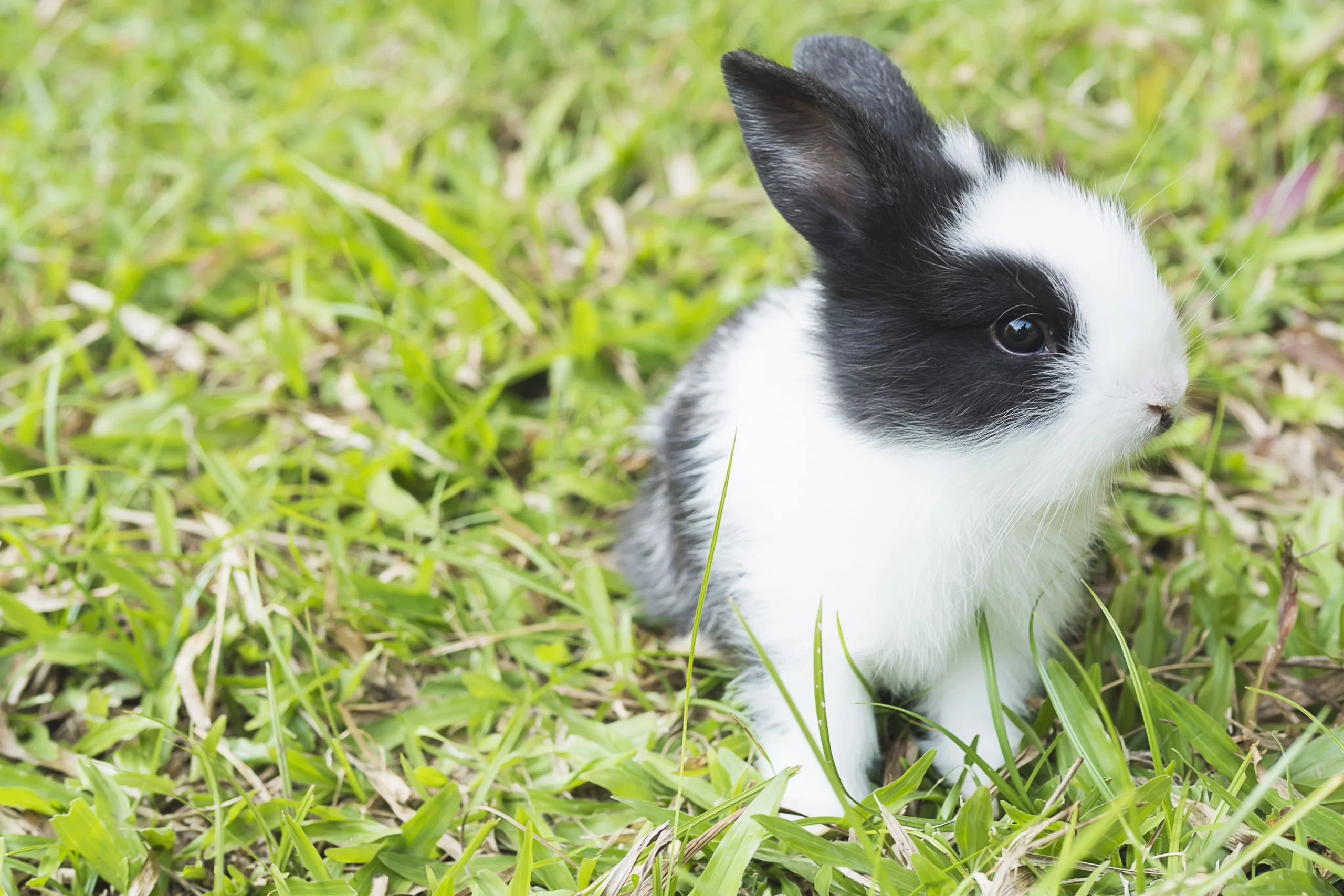 Adestramento para coelhos filhotes